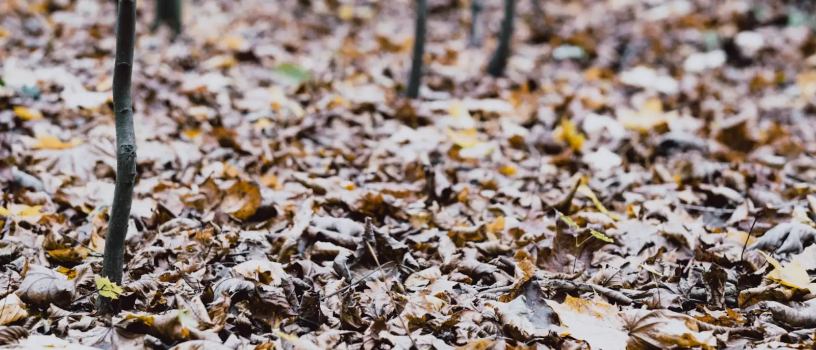 Qué plantar en otoño para que el jardín arranque en primavera