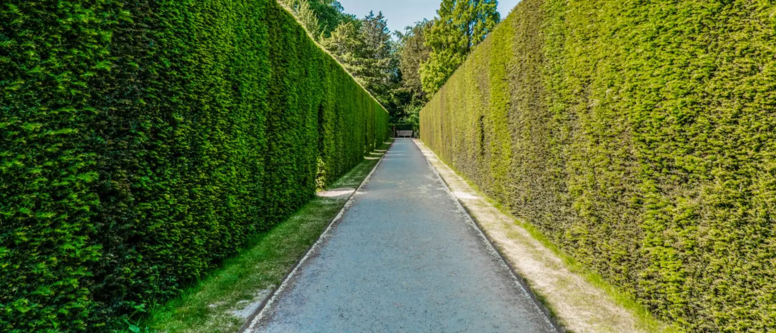 Setos para tapar vistas: qué especie elegir según tu jardín